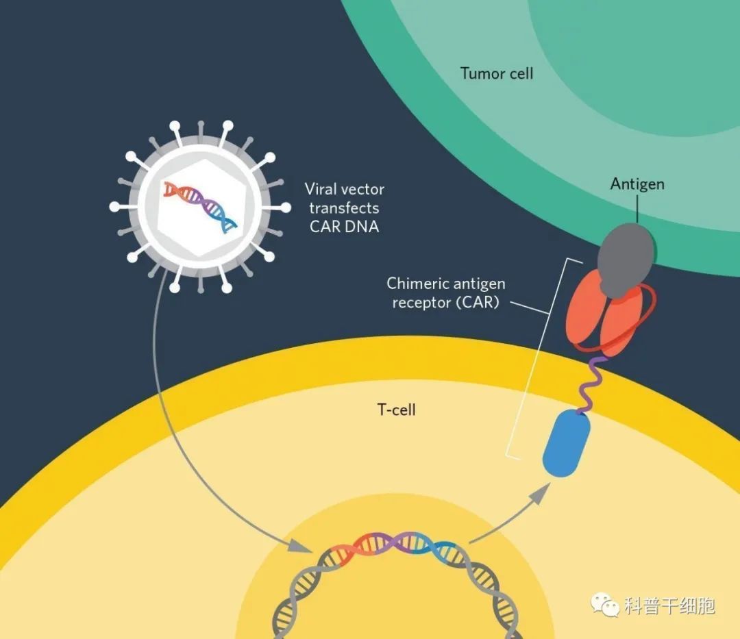 “CAR-T之父”《Cell》发表评论文章:CAR-T细胞疗法已经超越了癌症