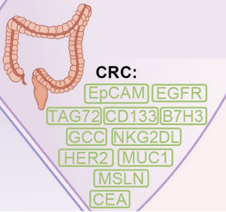 肺癌、胃癌、胰腺癌、乳腺癌等，12大常见实体瘤CAR-T疗法进展全览（二）