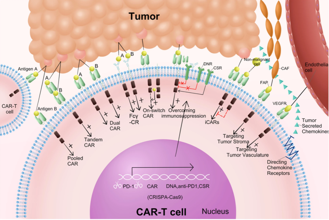 重磅盘点 | 12大常见实体瘤CAR-T疗法进展全览