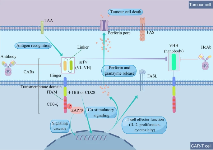 综述细解 | CAR-T细胞疗法进化史——CAR-T细胞疗法治疗血液系统恶性肿瘤之旅（一）