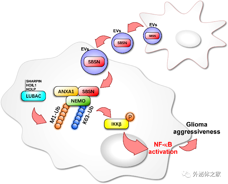 Oncogene | 广州医科大学刘金保教授与蒋丽丽教授团队：细胞外囊泡介导癌蛋白SBSN促胶质瘤侵袭的作用和机制