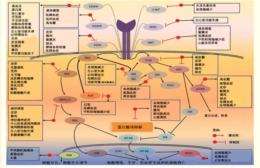 抗肿瘤的分子靶向治疗简史