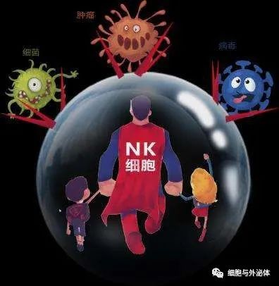 NK细胞（免疫细胞）：读懂这篇文章，你就是半个NK细胞专家