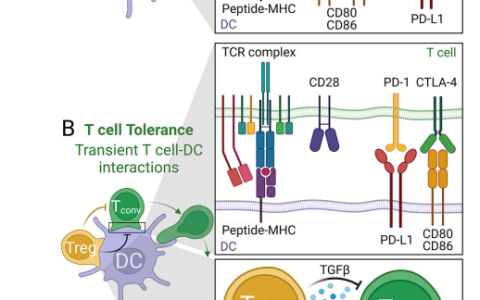 自身免疫的动态变化揭示免疫耐受调节机制