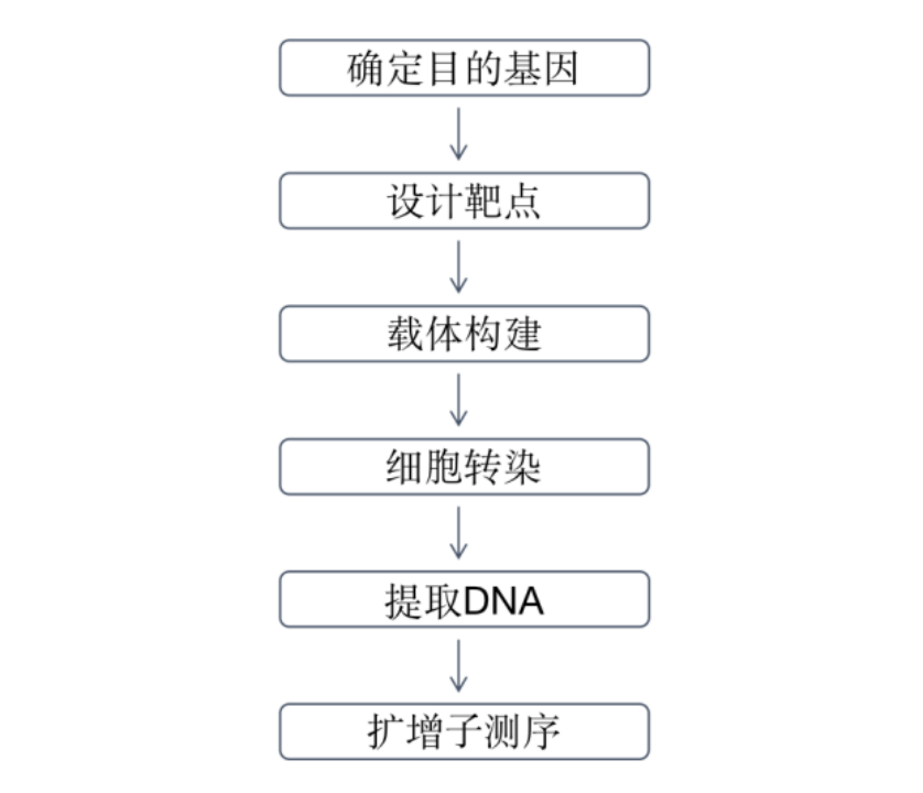 碱基编辑器脱靶评估利器——高通量R-loop脱靶检测