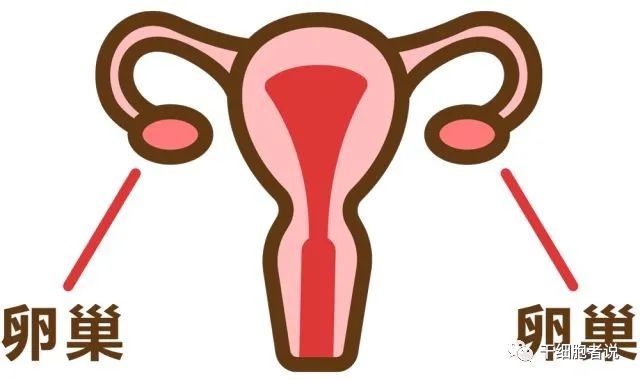 卵巢到底有何用，干细胞如何化解现代女性卵巢危机？