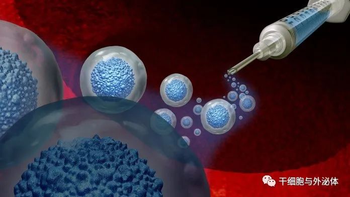 干细胞移植如何重置我们的免疫系统