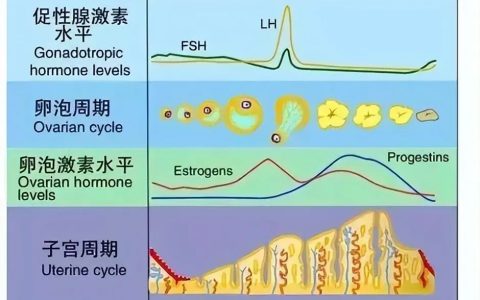 干细胞逆转卵巢早衰，留住女性青春脚步