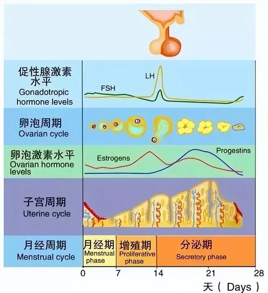 干细胞逆转卵巢早衰，留住女性青春脚步