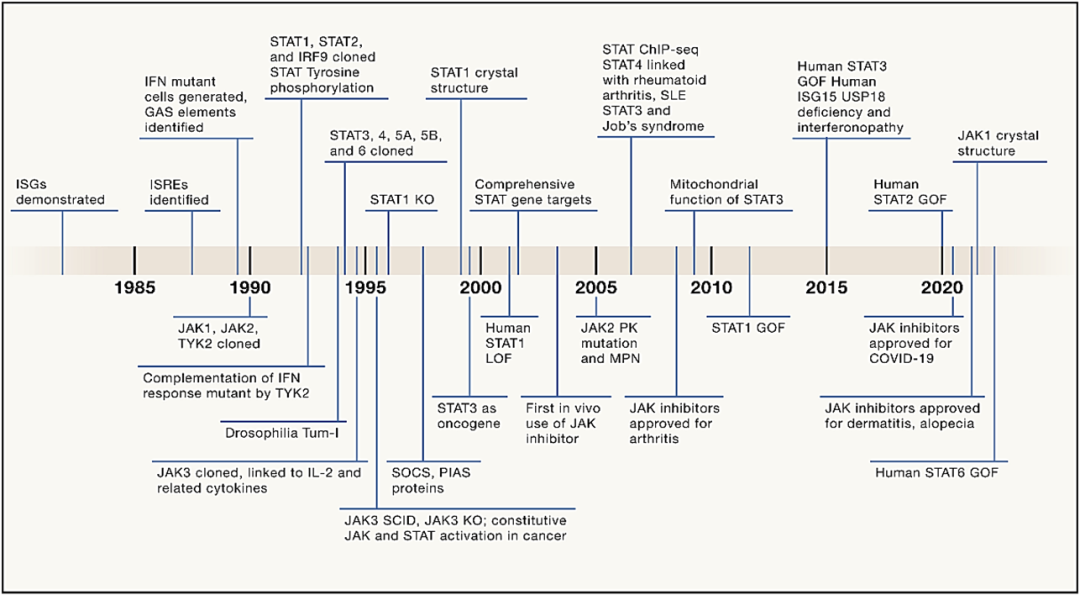 30岁了！ CELL重磅综述：JAK-STAT通路全面解读！
