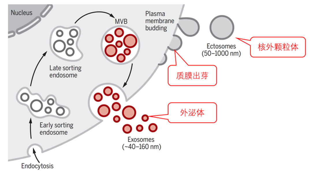 外泌体应用的核心-外泌体的异质性