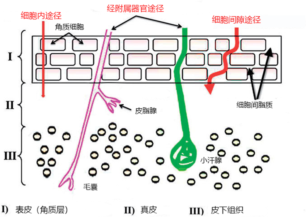 干细胞外泌体在护肤中的应用