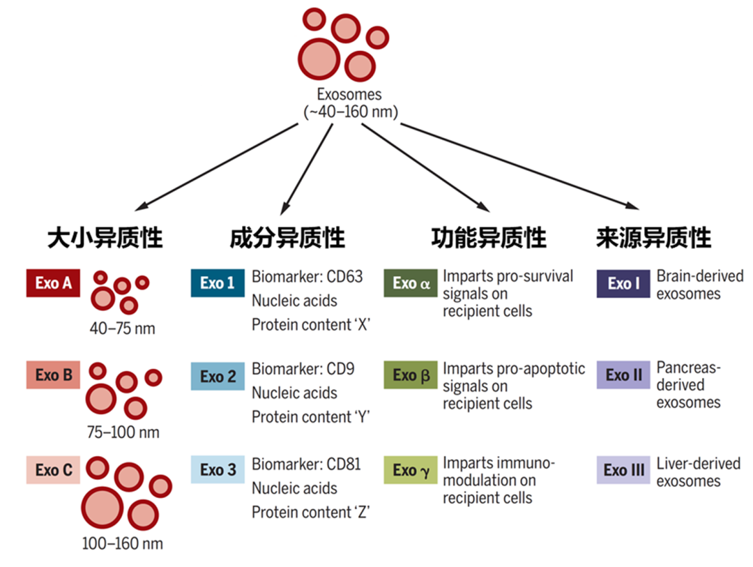 外泌体应用的核心-外泌体的异质性