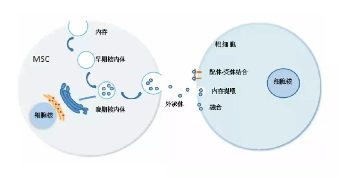 一文搞懂外泌体 | 堪比十年前的干细胞