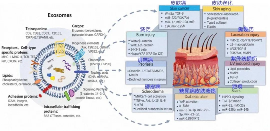 干细胞外泌体在护肤中的应用