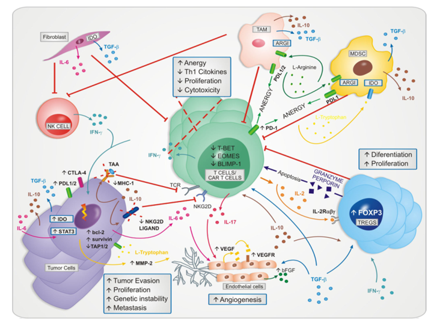 细胞因子在CAR-T治疗癌症中的重要作用