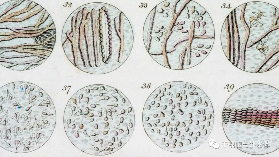 《细胞之歌》：人体细胞的神奇与奥秘，来自1795年细胞图片