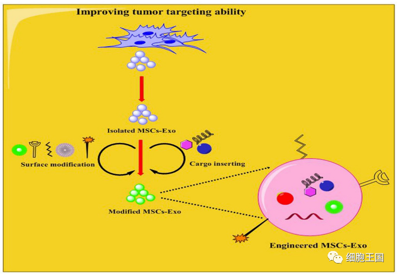 《国际分子科学杂志》｜综述间充质干细胞来源的外泌体治疗癌症：机遇和挑战
