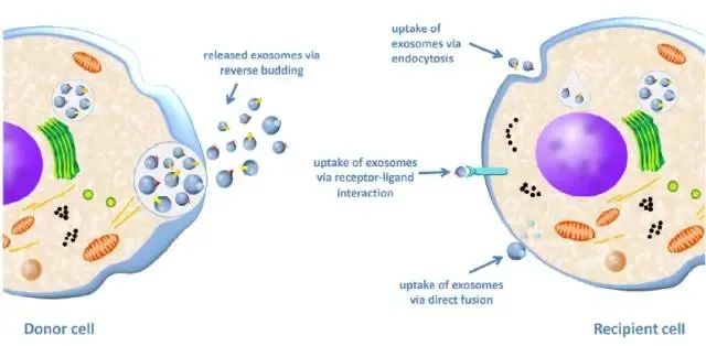 一文搞懂外泌体 | 堪比十年前的干细胞