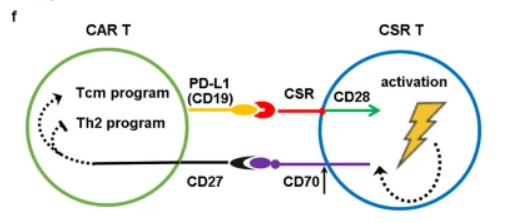 让CAR-T更持久、更强大，六大前沿策略总结