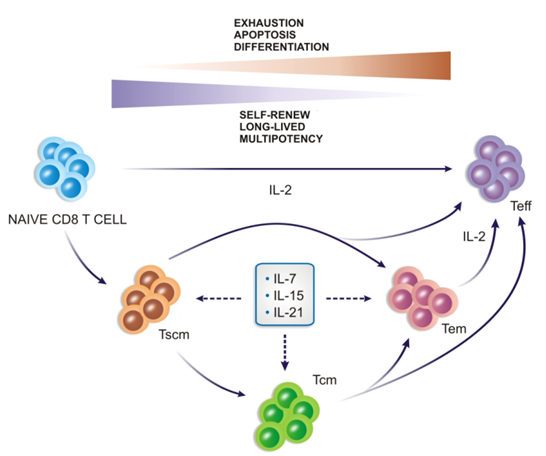 细胞因子在CAR-T治疗癌症中的重要作用
