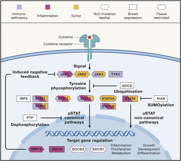 30岁了！ CELL重磅综述：JAK-STAT通路全面解读！