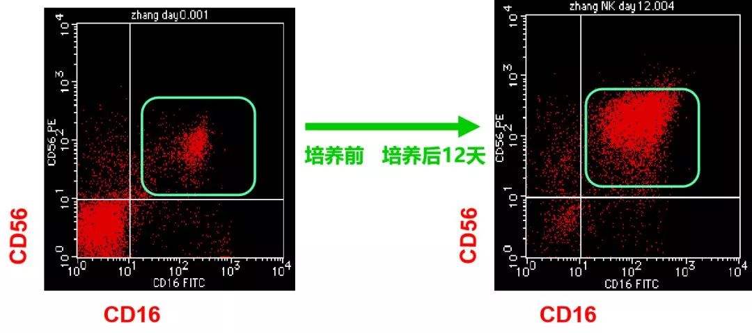 实体瘤新克星显现！如何挽救结直肠癌患者，新型NK细胞疗法初露锋芒！