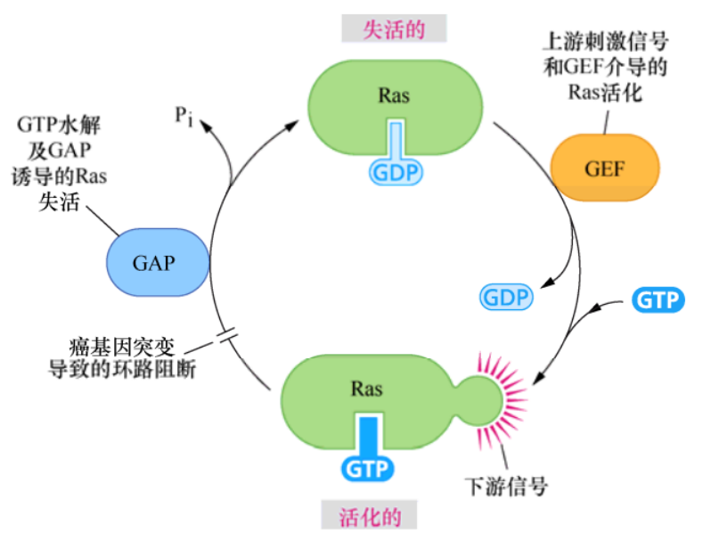 肿瘤生物学：（5）癌症中的细胞信号网络