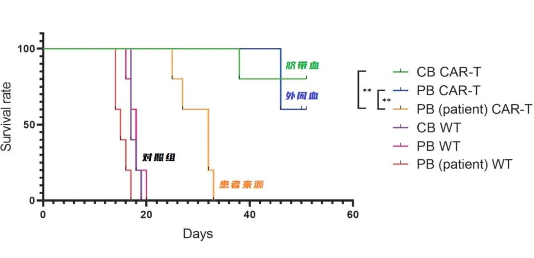 脐带血：CAR-T 细胞的优质来源（肿瘤学前沿最新文章）