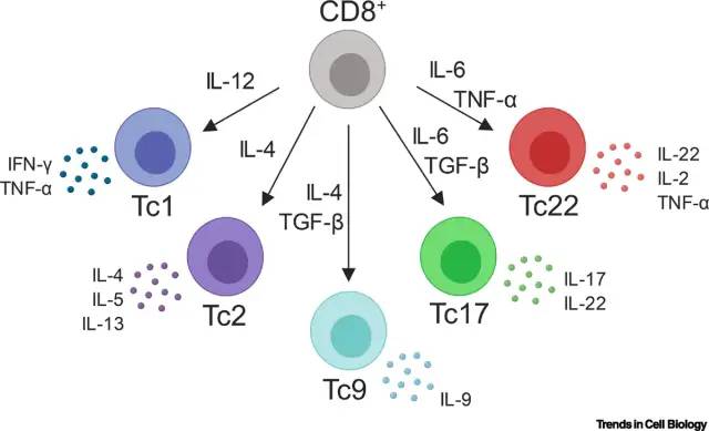 资料|CD8+ T细胞亚群介绍