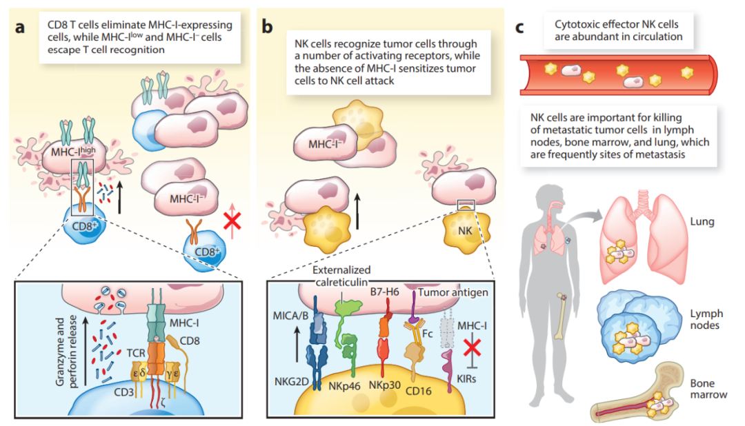 设计基于T细胞和NK细胞协同作用的癌症免疫疗法