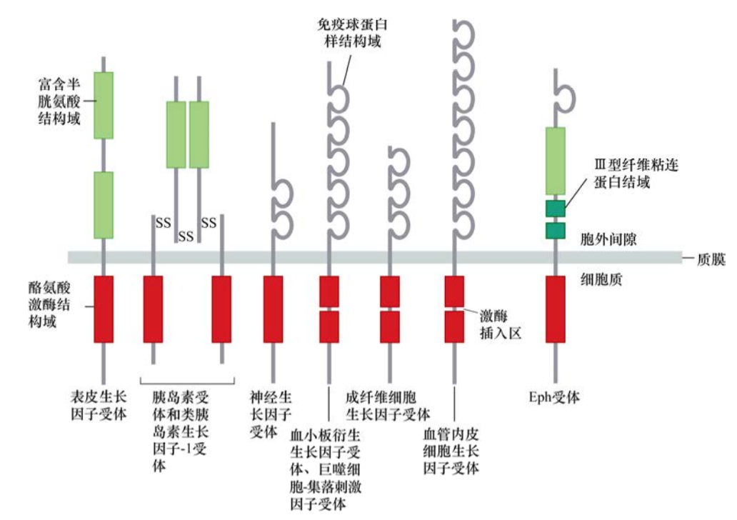 肿瘤生物学：（4）生长因子、受体与癌症