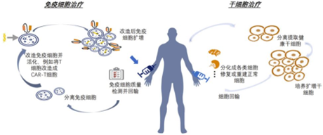 细胞治疗技术与药品综述报告