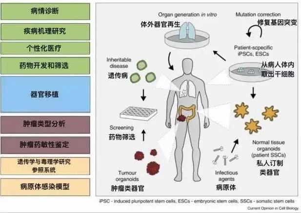 类器官行业研究