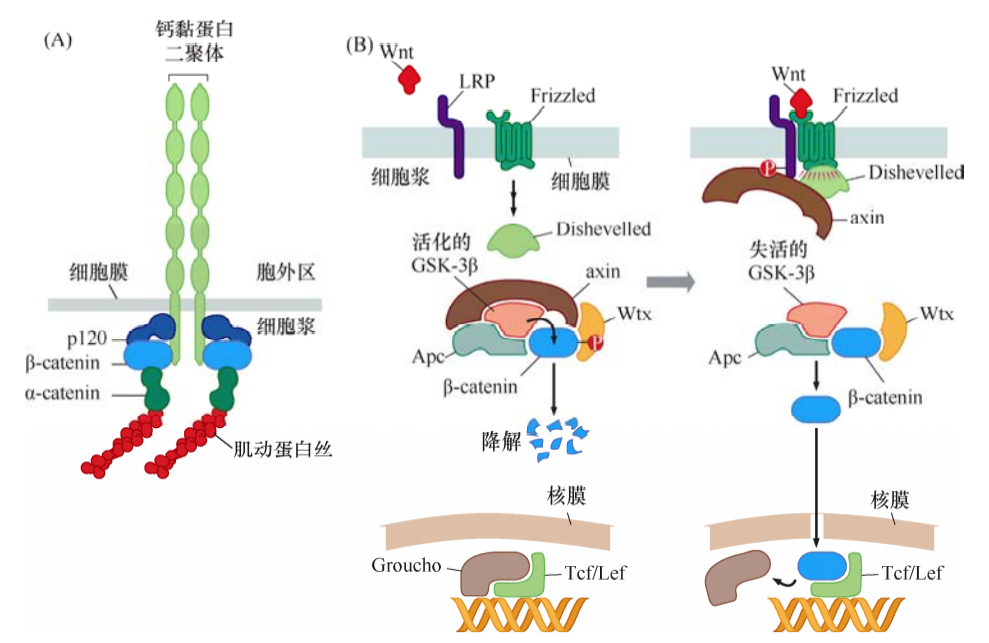 肿瘤生物学：（5）癌症中的细胞信号网络