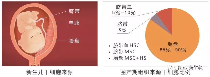 胎盘/脐带间充质干细胞移植缘何无需配型