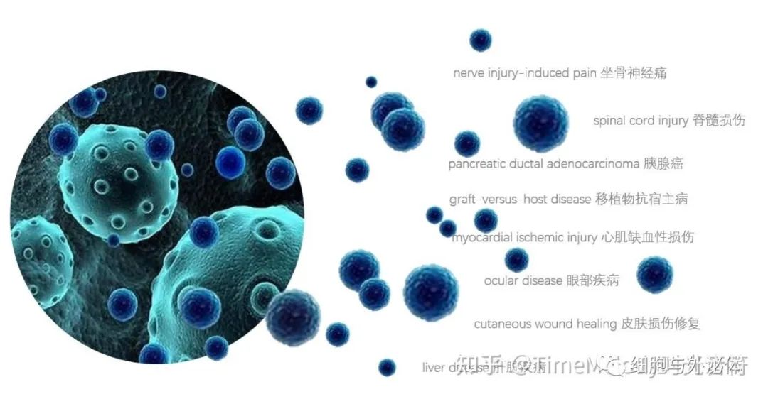 干细胞上清液、外泌体、细胞因子三者之间的关系！