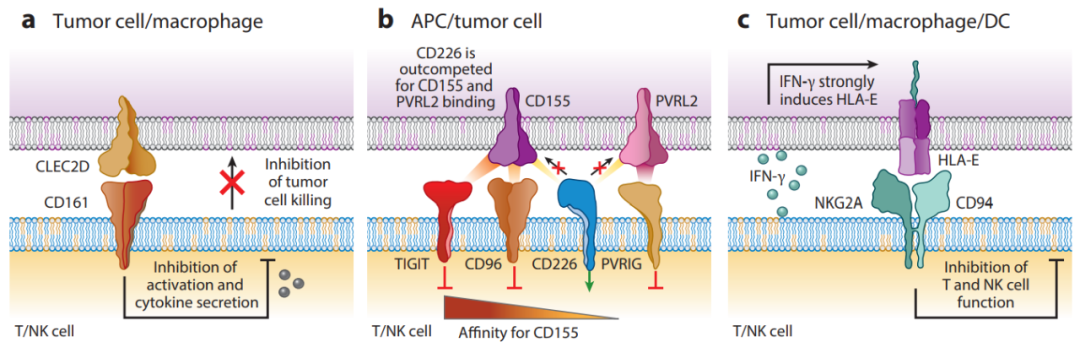 设计基于T细胞和NK细胞协同作用的癌症免疫疗法