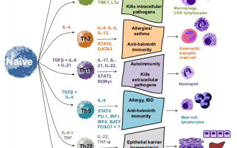 资料|CD8+ T细胞亚群介绍