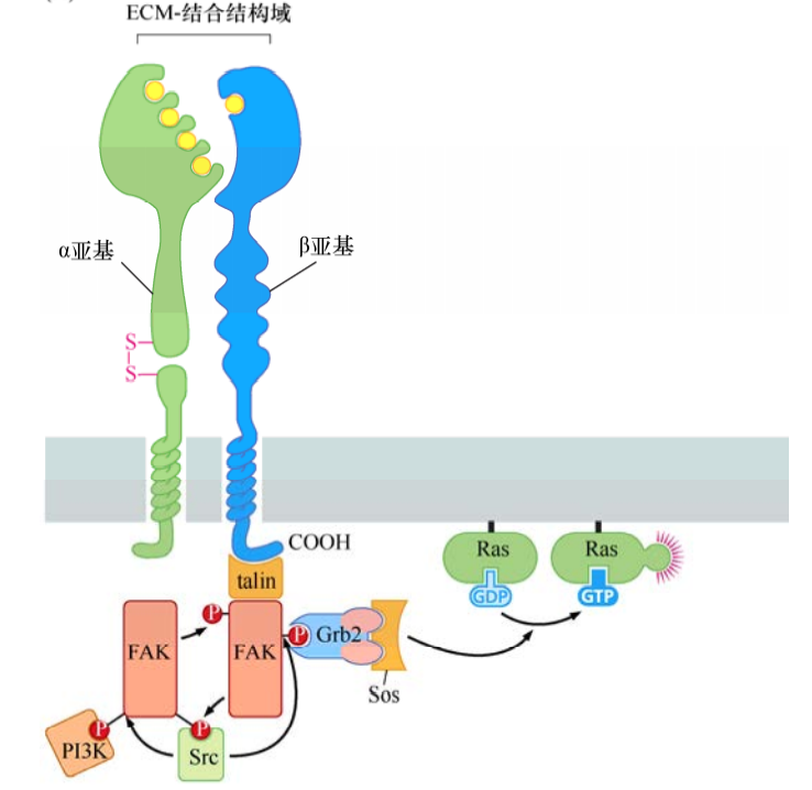 肿瘤生物学：（5）癌症中的细胞信号网络