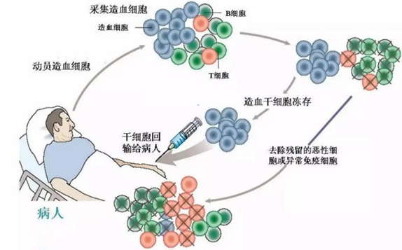 细胞治疗技术与药品综述报告