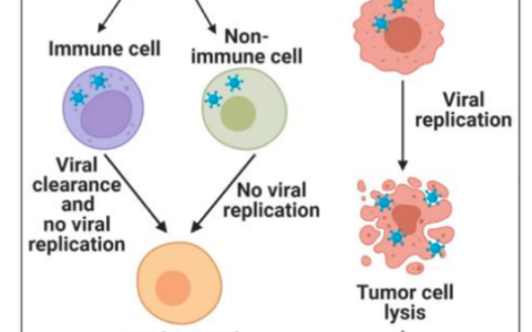 溶瘤病毒，为什么可以杀死癌细胞？