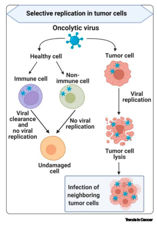 溶瘤病毒，为什么可以杀死癌细胞？