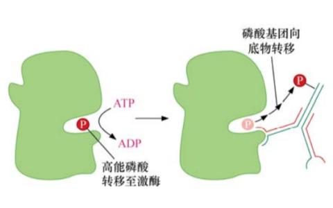 肿瘤生物学：（4）生长因子、受体与癌症