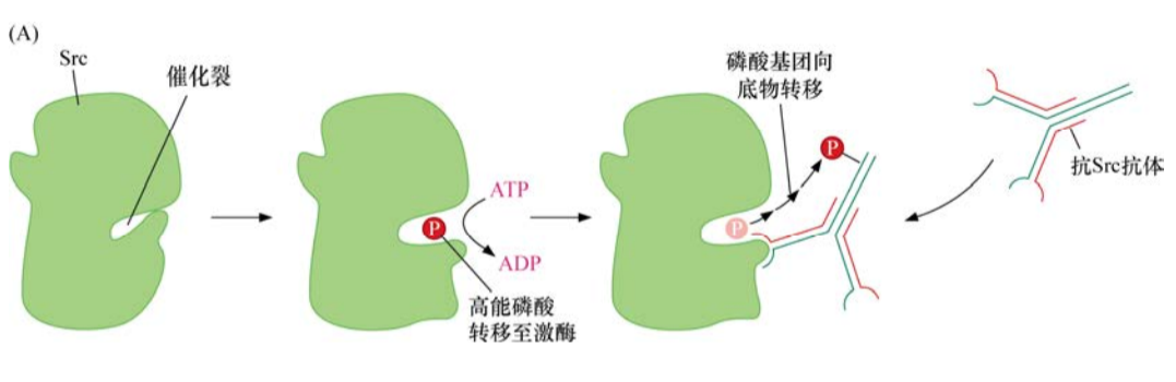 肿瘤生物学：（4）生长因子、受体与癌症