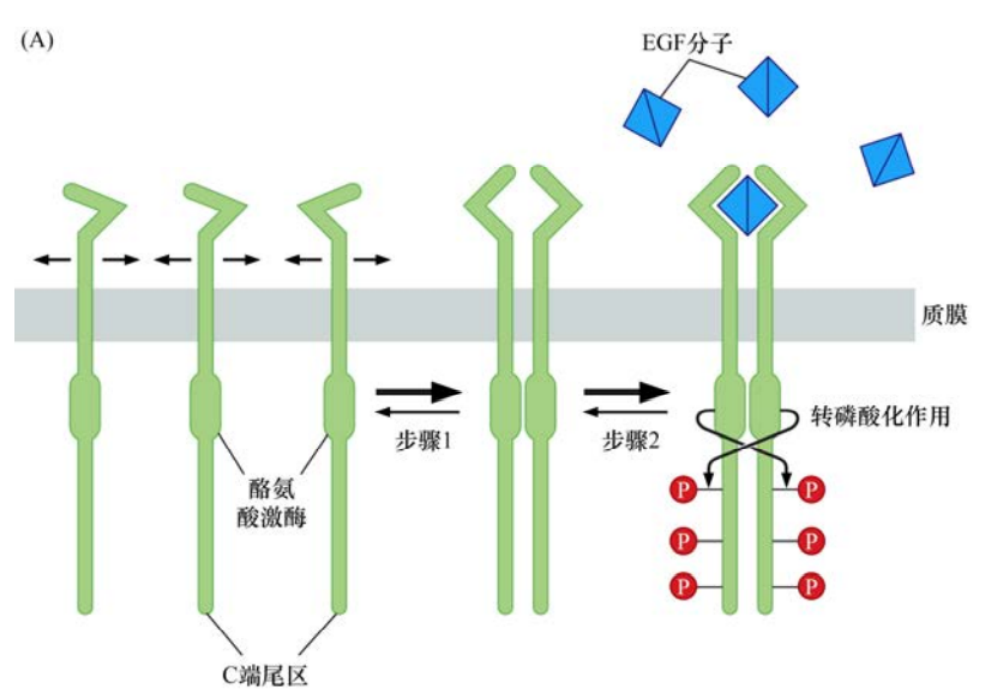 肿瘤生物学：（4）生长因子、受体与癌症