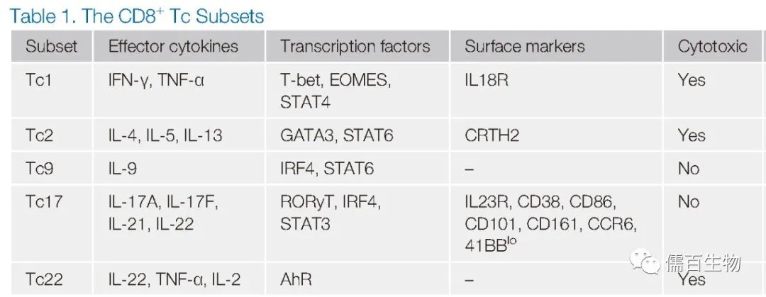 资料|CD8+ T细胞亚群介绍