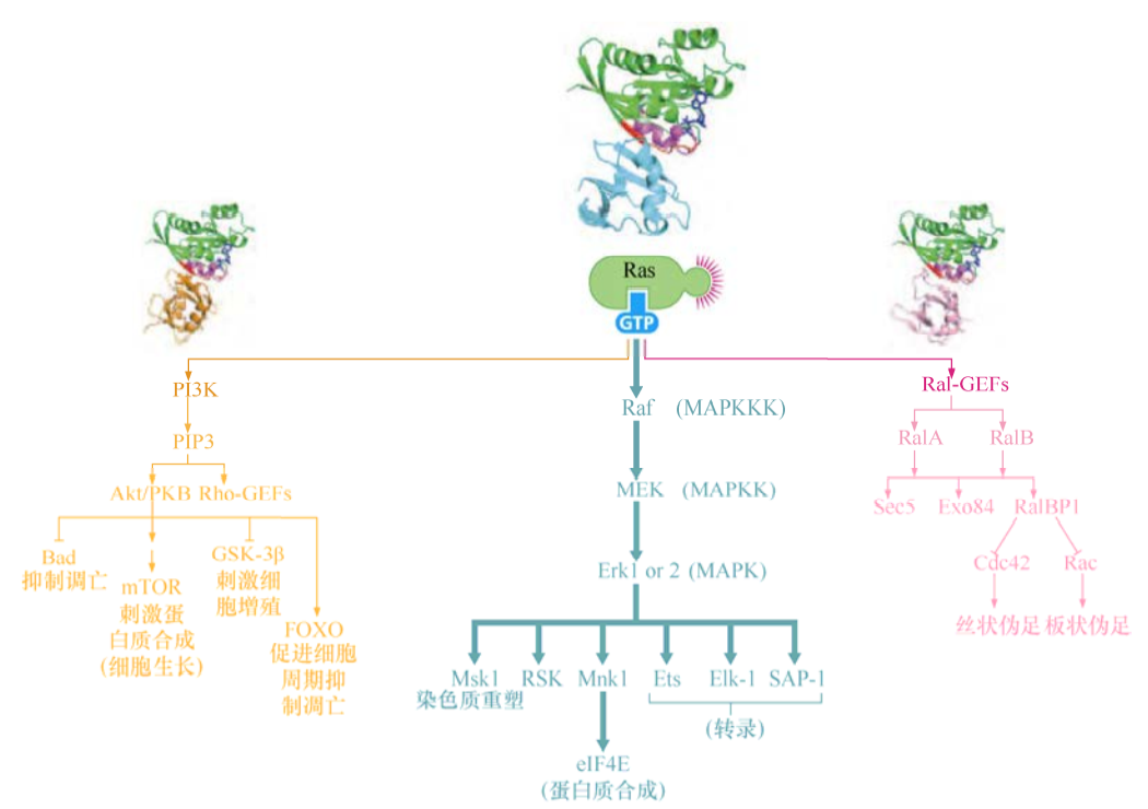 肿瘤生物学：（5）癌症中的细胞信号网络