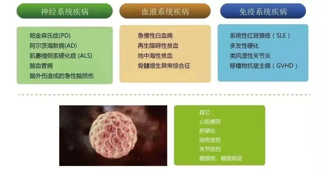 干细胞VS免疫细胞，哪个对付病菌、肿瘤更厉害？一文看懂~