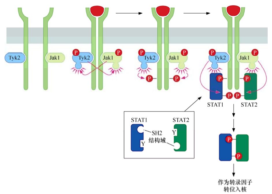 肿瘤生物学：（5）癌症中的细胞信号网络